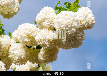 Guelder rose, Viburnum opulus, pompom ou boule de neige, originaire de N. L'Europe Banque D'Images