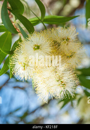 Melaleuca linariifolia, une australienne connue comme la neige en été, paperbark à feuilles étroites, à feuilles de lin paperbark Banque D'Images