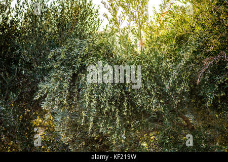 Arbre généalogique olive avec de très bonne productivité des olives vertes, Crète, Grèce. Banque D'Images
