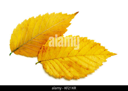 Paire d'or jaune brillant automne feuilles d'orme isolé sur fond blanc Banque D'Images