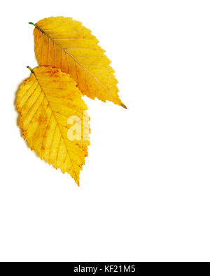 Paire d'or jaune brillant automne feuilles d'orme isolé sur fond blanc Banque D'Images