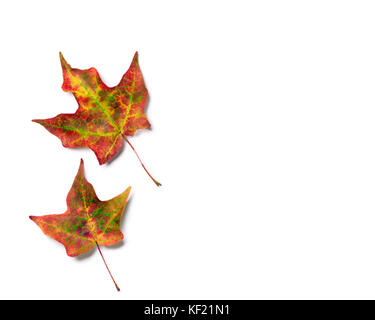 Brillantes couleurs d'automne sur la paire d'automne érable feuilles isolées sur fond blanc Banque D'Images