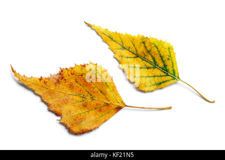 Radiant paire de feuilles de bouleau jaune d'automne isolé sur fond blanc Banque D'Images