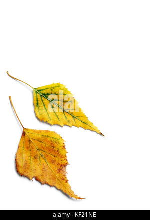 Radiant paire de feuilles de bouleau jaune d'automne isolé sur fond blanc Banque D'Images