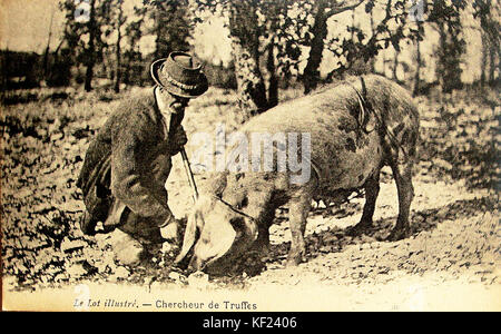 Lot chercheur de truffes Banque D'Images