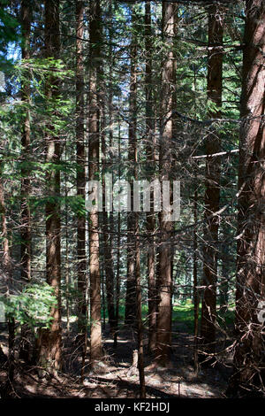 Statiunea Muntele Băișorii Băişorii (Mountain Resort) - L'épinette de Norvège (Picea abies), forêt en regardant à travers les troncs d'arbre Banque D'Images