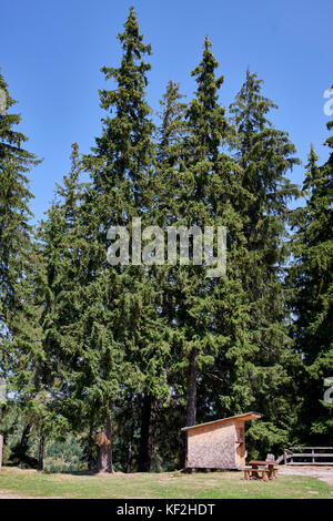 Statiunea Muntele Băișorii Băişorii (Mountain Resort) - L'épinette de Norvège (Picea abies) pacifique environnant pour pique-niquer avec un abri refuge Banque D'Images