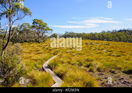 Ronny de Pencil Pine Creek boardwalk dans le Cradle Mountain - Lake St Clair National Park - Tasmanie, Australie Banque D'Images