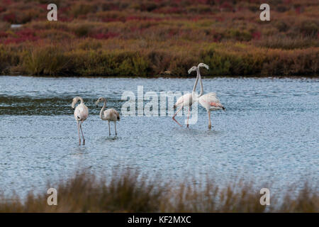 Plus grand groupe de flamants roses (Phoenicopterus ruber) debout dans l'eau peu profonde Banque D'Images