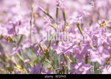 En fleurs de girofle rose doux dans le domaine lors d'une journée ensoleillée en été Banque D'Images