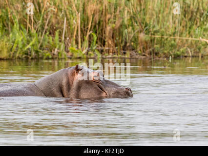 Hippo dans une rivière dans la bande de Caprivi, en Namibie Banque D'Images