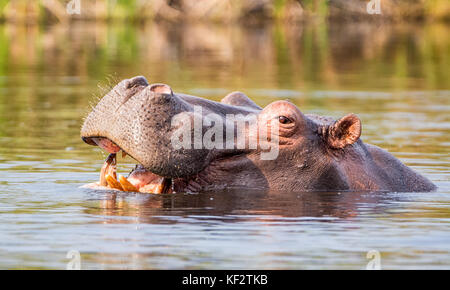 Hippo dans une rivière dans la bande de Caprivi, en Namibie Banque D'Images