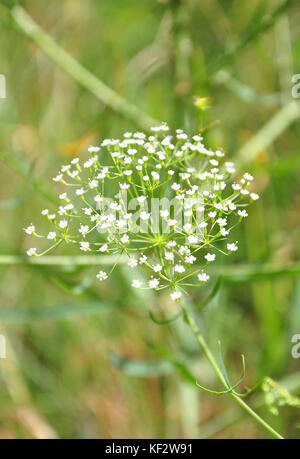 Sickleweed (falcaria vulgaris) Banque D'Images