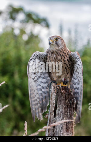 Oiseau de proie, prises dans le Shropshire Banque D'Images