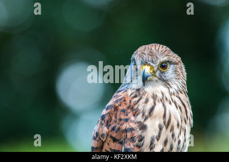 Oiseau de proie, prises dans le Shropshire Banque D'Images