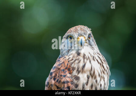 Oiseau de proie, prises dans le Shropshire Banque D'Images