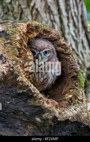 Le petit hibou, capturés dans le Shropshire, Royaume-Uni, UK Banque D'Images