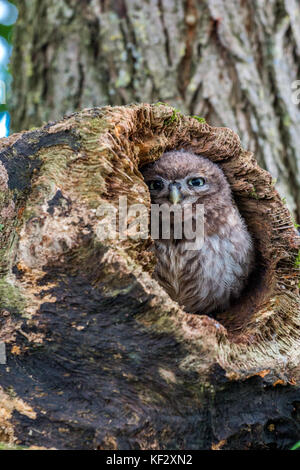 Le petit hibou, capturés dans le Shropshire, Royaume-Uni, UK Banque D'Images