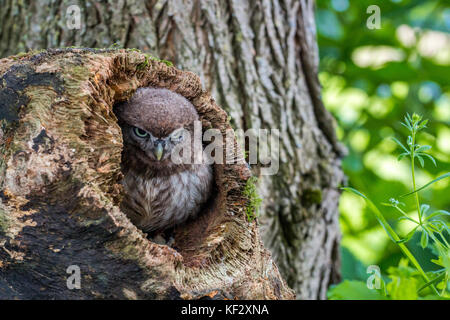 Le petit hibou, capturés dans le Shropshire, Royaume-Uni, UK Banque D'Images