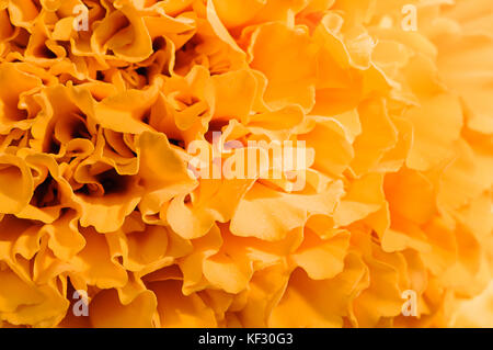 Fleur chargés. Tagetes erecta, Mexicaine fleur du jour des morts. Banque D'Images