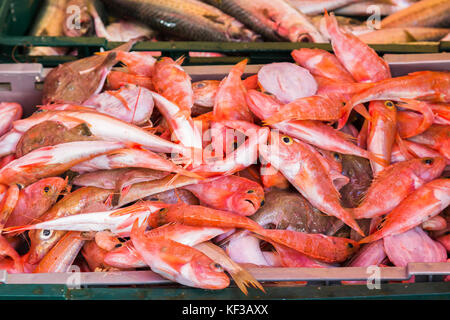 Une caisse de pinky fraîchement pêchés Poissons de couleur de la mer adriatique vu en vente sur un étal au marché aux poissons très animé de split. Banque D'Images