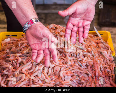 Une vente de crevettes fraîchement pêchés est faite au marché aux poissons de Split, en tant que client des gestes avec le support de blocage. Banque D'Images