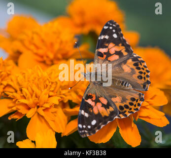 La Belle Dame Vanessa cardui alimentation papillon sur une fleur de souci orange - Vue de dessus Banque D'Images