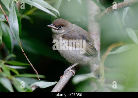 Blackcap (Sylvia atricapilla) naissante. Banque D'Images