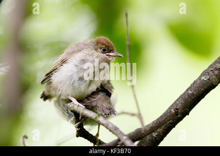 Blackcap (Sylvia atricapilla) naissante. Banque D'Images