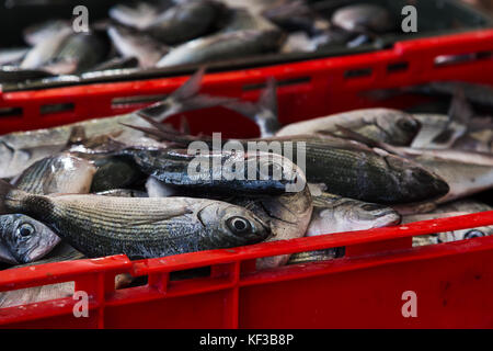 Une caisse pleine de poissons fraîchement pêchés dans la mer adriatique en attente d'être apporté par les clients dans le groupe est occupé du marché aux poissons. Banque D'Images