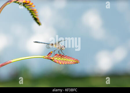 Dasher bleu libellule sur un Crocosmia Lucifer fleur au soleil. Banque D'Images