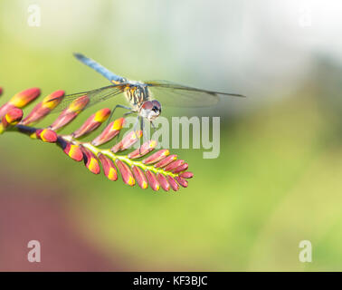 Dasher bleu libellule sur un Crocosmia Lucifer fleur au soleil. Banque D'Images