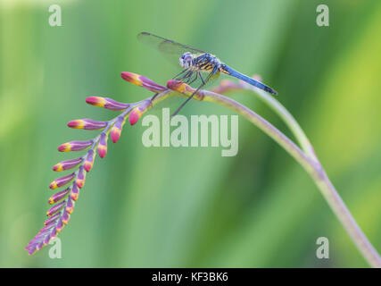 Dasher bleu libellule sur un Crocosmia Lucifer fleur au soleil. Banque D'Images