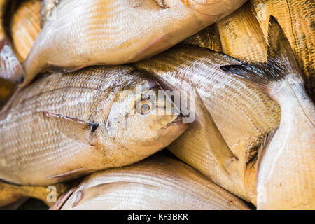 Close-up de poissons frais sur un étal au marché de poisson de l'animation du centre-ville de Split. Banque D'Images