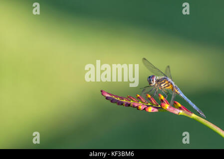 Dasher bleu libellule sur un Crocosmia Lucifer fleur au soleil. Banque D'Images