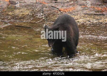 L'ours noir la pêche du saumon à Stamp Falls Provincial Park à Port Alberni, en Colombie-Britannique au Canada Banque D'Images