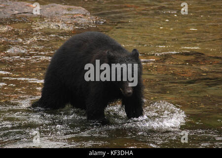 L'ours noir la pêche du saumon dans la rivière de timbres à Port Alberni sur l'île de Vancouver Banque D'Images