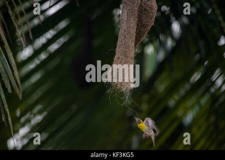 Un mâle baya weaver bird flying de son nid Banque D'Images