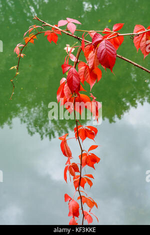 Feuilles rouge vif d'une vigne à l'automne contre un fond vert flou de l'eau de rivière. Banque D'Images