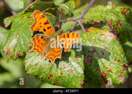 Virgule ou Polygonia c-album, papillon sur autmn leaves. L'aspect déchiqueté sur les bords des ailes. En commun avec l'espèce supérieure orange wings. Banque D'Images