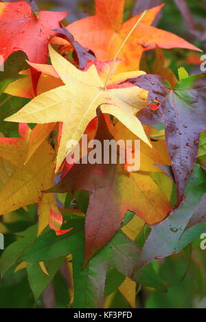 feuilles en automne Banque D'Images