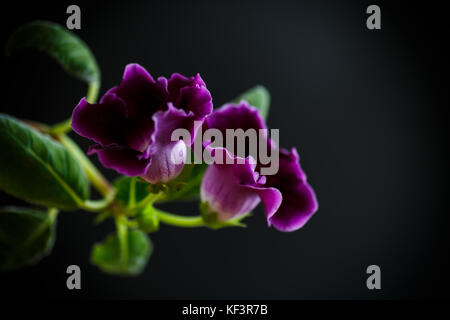 Belles fleurs de violette Banque D'Images