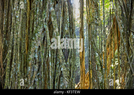 Banyan Tree racine aérienne dans le sanctuaire de la forêt des singes sacrés. Ubud, Bali, Indonésie. Banque D'Images