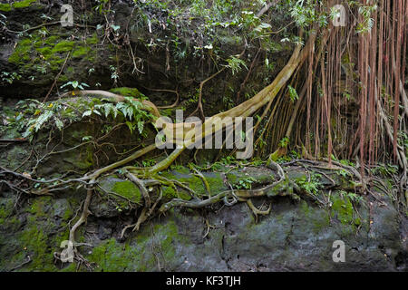Racines aériennes dans le sanctuaire de la forêt des singes sacrés. Ubud, Bali, Indonésie. Banque D'Images