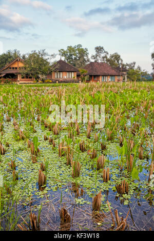 Riz paddy le long de la Promenade de Campuhan Ridge. Ubud, Bali, Indonésie. Banque D'Images