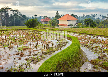 Riz paddy le long de la Promenade de Campuhan Ridge. Ubud, Bali, Indonésie. Banque D'Images