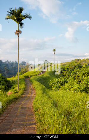 Chemin pavé sur Campuhan Ridge à pied. Ubud, Bali, Indonésie. Banque D'Images