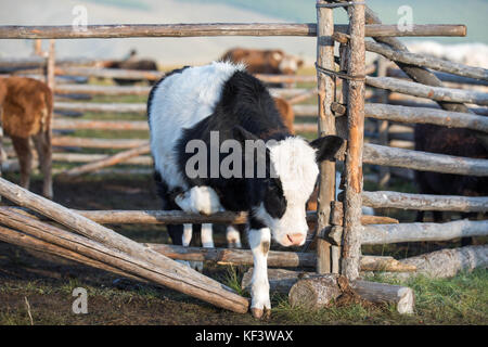 Close up of a cute vache bébé noir et blanc s'échappant d'un enclos. Khuvsgol, la Mongolie. Banque D'Images