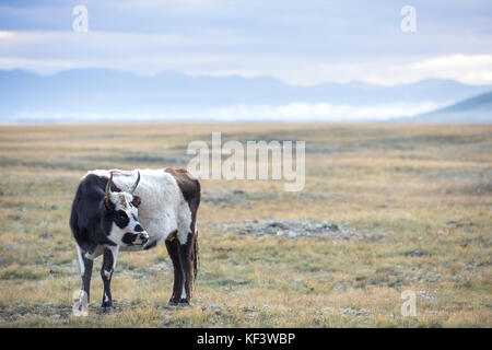 Portrait d'une femelle adulte yak dans le nord de la Mongolie au lever du soleil. Khuvsgol, la Mongolie. Banque D'Images