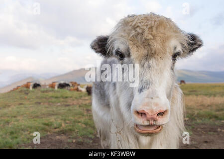 Portrait d'une femelle adulte yak dans le nord de la Mongolie au lever du soleil. Khuvsgol, la Mongolie. Banque D'Images